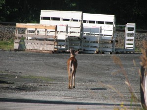 Deer can't get a meal in Everett, heads back to the woods