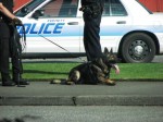 Everett Police K-9