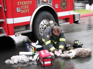 Firefighter reviving dogs