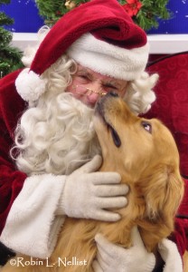 Santa Paws with Golden