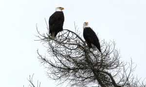 2 eagles