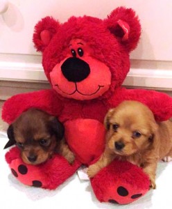 puppies and bear